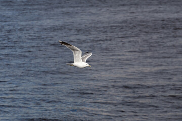 seagull flies over the water surface