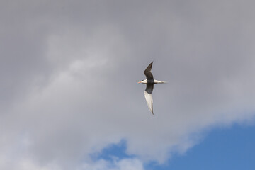 river tern flies against the background of a cloudy sky, view from below