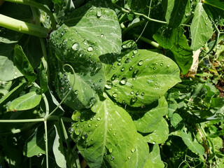 hojas verdes de guisantes con rocío o gotas de agua , fotografía de una mañana de primavera
