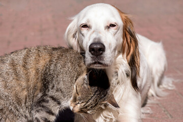 Dog and cat playing together outdoor. Cat and dog friendship, cat and dog in love