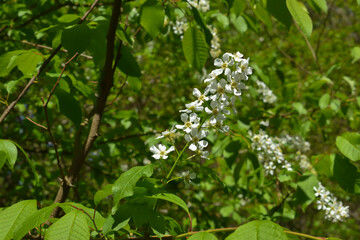 Fragrant birdFragrant bird cherry blossomed in spring cherry blossomed in spring