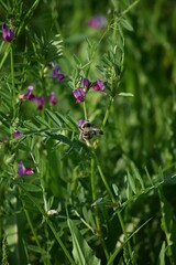 Knapweed Carder-bee