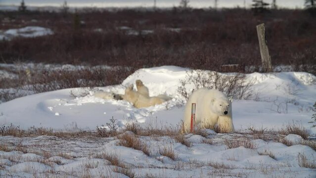 Polar bears cubs playing in snow after waking up from a nap