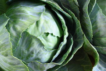Obraz premium A head of cabbage. A fresh, spring vegetable