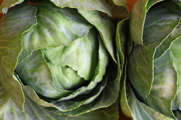 A head of cabbage. A fresh, spring vegetable