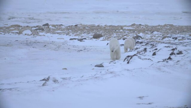 Two polar bears strolling over rocky landscape covered in snow