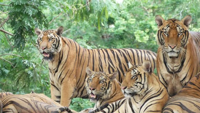 Group tiger in the zoo