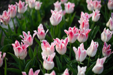 Obraz premium Nature background white pink tulips field from above
