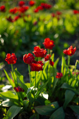 Fototapeta premium Nature background red tulips field summer plant gardening