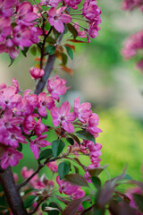 Fruit tree in bloom pink flowers spring concept
