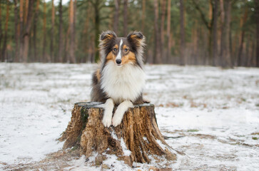 Cute dog brown tricolor breed sheltie shetland shepherd in snow in winter forest on the stump