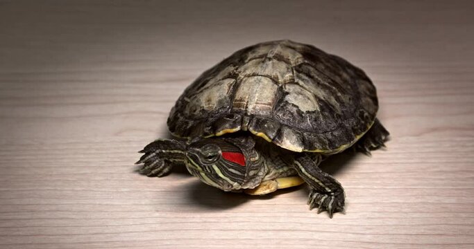 Domestic red-eared turtle Trachemys scripta runs around the table and hides its head in fear.