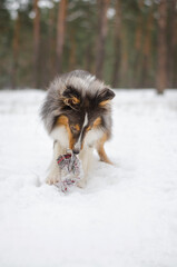 Cute dog brown tricolor breed sheltie shetland shepherd in snow in winter forest played with a toy rope