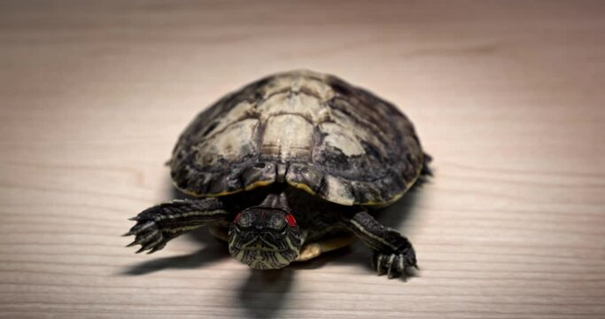 Domestic red-eared turtle Trachemys scripta runs around the table and hides its head in fear.