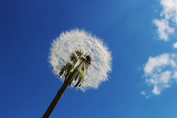white dandelion in the blue sky there is a place for the inscription