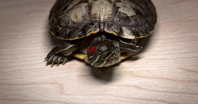 Domestic red-eared turtle Trachemys scripta runs around the table and hides its head in fear.