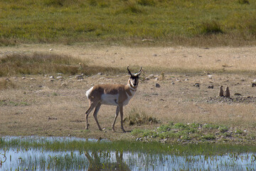 Pronghorn Antelope buck standing near a watering hole.