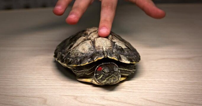 Domestic red-eared turtle Trachemys scripta runs around the table and hides its head in fear.