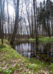 Fototapeta na wymiar rzeka w lesie
