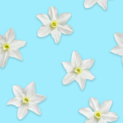 Seamless background with flowers of white daffodils on blue background.