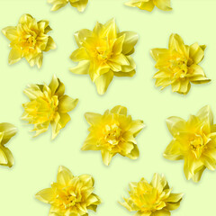 Seamless background with flowers of yellow daffodils.