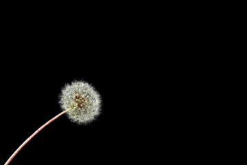 white dandelion with drop of dew on a black  background. Overlay