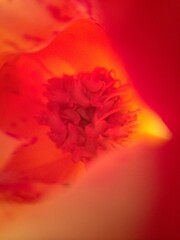 Beautiful red flower with a yellow background