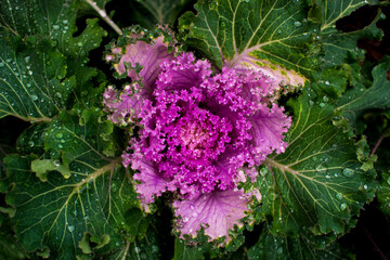 water drops on green natural leave. Ross drops in green grass, bright bokeh.