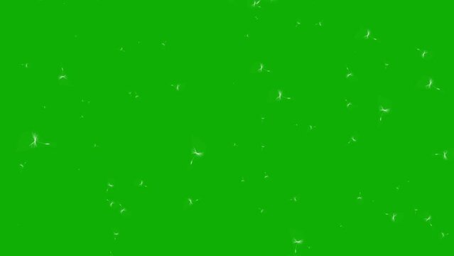 Flying dandelion seeds motion graphics with green screen background