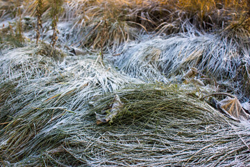 winter background, dry grass covered with frost in winter