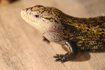 close-up lizard head on the wooden floor in the living room. An exotic pet.