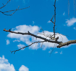 tree branches against blue sky