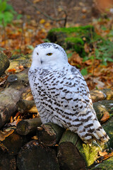 Schnee-Eule ( Bubo scandiacus )