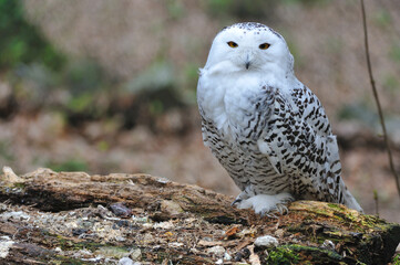 Schnee-Eule ( Bubo scandiacus )