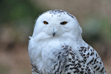 Schnee-Eule ( Bubo scandiacus )