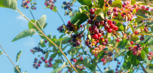 branch of colored ripe berries of shadberry