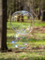 soap bubbles in the forest
