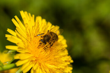 bee on yellow dandelion in spring garden macro background