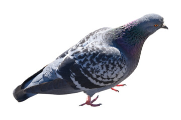 bird pigeon isolated on white background