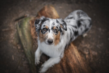 Merle Australian Shepherd dog lying on a log and looking up in the spring forest