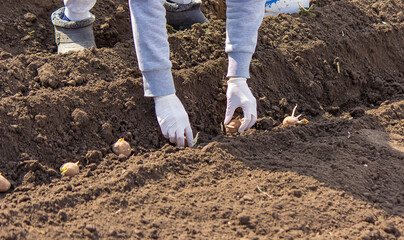 Planting potatoes in the ground. Early spring preparation for the garden season.