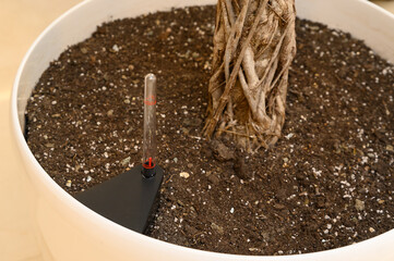 the water level indicator in the flower pot is at a low level. It's time to moisten the ground and water the houseplant.