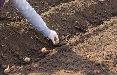 Planting potatoes in the ground. Early spring preparation for the garden season.