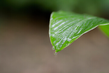 gotas de agua