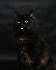Fototapeta premium Portrait of a black cat with a black background.