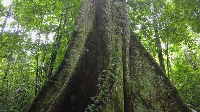 big ceiba tree in the tropical rainforest. Rising up the trunk of amazon tree