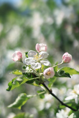 Fototapeta premium White apple flowers. Spring background or screensaver. Selective Focus