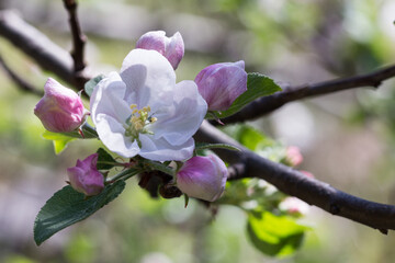 Kwiat jabłoni w okresie wiosennym - obrazy, fototapety, plakaty