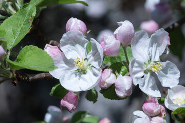 jabłoń kwitnąca w okresie wiosennym - obrazy, fototapety, plakaty