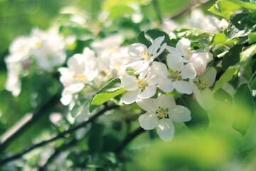 White apple flowers. Spring background or screensaver. Selective Focus